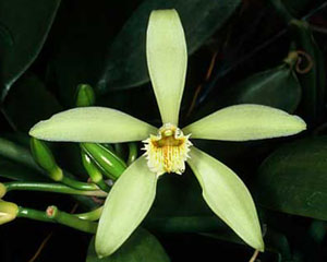 цветок Vanilla Tahitensis - фото