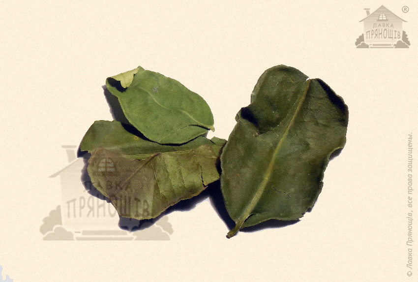 Листья каффир-лайма в магазине Лавка пряностей - оригинальное фото